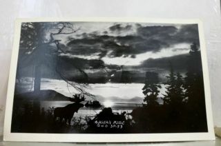 Alaska Ak Alaskan Moose Postcard Old Vintage Card View Standard Souvenir Postal