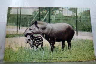 York Ny Nyc Zoo Park South American Tapir Young Postcard Old Vintage Card Pc