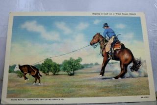 Texas Tx West Ranch Roping A Calf Postcard Old Vintage Card View Standard Post
