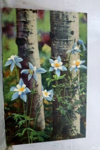 Colorado Co Columbine State Flower Aspens Postcard Old Vintage Card View Post Pc