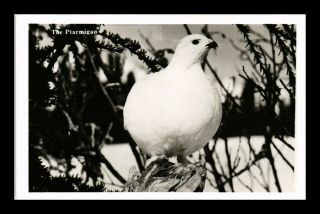 Dr Jim Stamps Us The Ptarmigan Bird Real Photo Rppc Topical Postcard