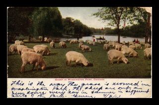 Dr Jim Stamps Us Sheep In Washington Park Chicago Topical View Postcard