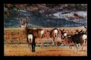 Dr Jim Stamps Us Deer Grazing In Wyoming Chrome View Postcard