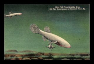 Us Postcard Blind Fish In Echo River Mammoth Cave Kentucky Linen