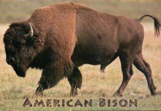 American Bison,  Buffalo,  United States,  Canada,  North America - - Animal Postcard