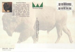 American Bison,  Buffalo,  United States,  Canada,  North America - - Animal Postcard 2