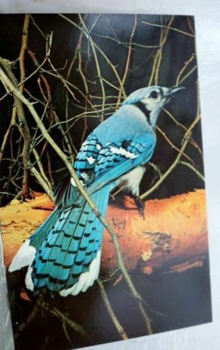 Animal Blue Jay Bird Postcard Old Vintage Card View Standard Souvenir Postal Pc