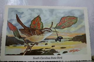South Carolina Sc State Bird Carolina Wren Postcard Old Vintage Card View Post