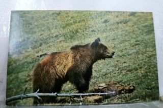 Yellowstone Park Grizzly Bear Postcard Old Vintage Card View Standard Souvenir
