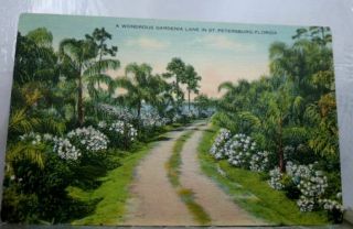 Florida Fl St Petersburg Gardenia Lane Postcard Old Vintage Card View Standard