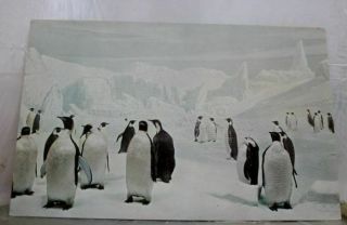 Illinois Il Chicago Natural History Museum Emperor Penguins Postcard Old Vintage