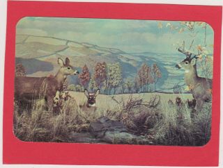 Vintage Rochester N.  Y.  Museum - American Wildlife Display - White Tailed Deer