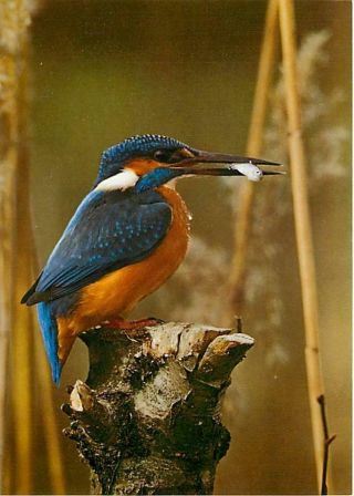Common Kingfisher With A Fish In Its Beak Postcard