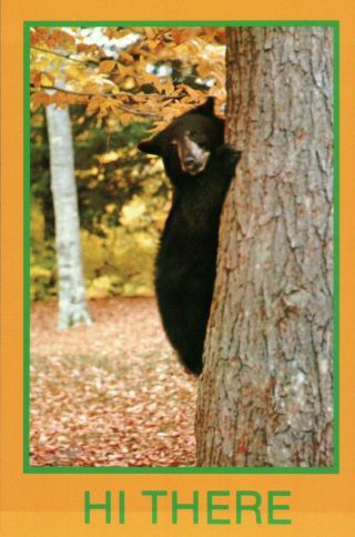 Black Bear Climbing A Tree In The Woodlands Of Michigan,  Mi - - - Animal Postcard