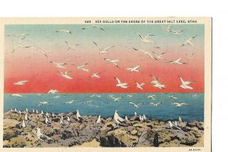 Sea Gulls On The Shore Of The Great Salt Lake,  Utah,  1940 