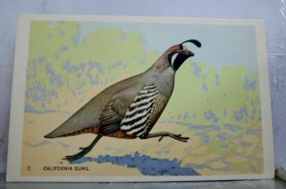 Animal Bird California Quail Postcard Old Vintage Card View Standard Souvenir Pc