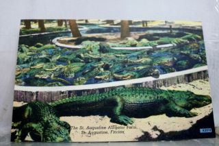 Florida Fl St Augustine Alligator Farm Postcard Old Vintage Card View Standard