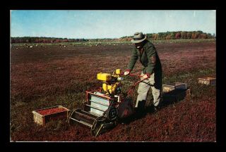 Us Postcard Mechanical Cranberry Harvest On Cape Cod Hanson Massachusetts