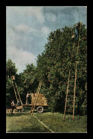 Us Linen Postcard Men At Work Picking Oranges Near St Petersburg Florida