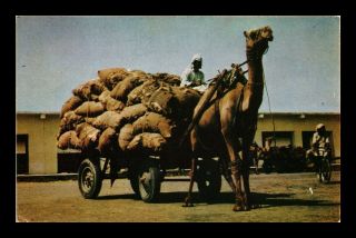 Dr Jim Stamps Camel Cart Karachi Pakistan Chrome View Postcard