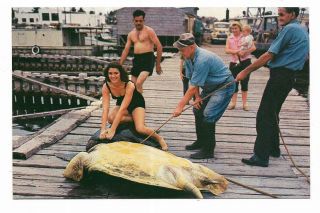 Vintage Florida Chrome Postcard Turtle Crawls Key West Cheesecake Fishing Dock