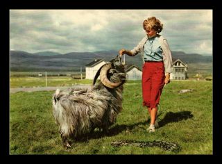 Dr Jim Stamps Woman Feeding Billy Goat Norway Continental Size Postcard