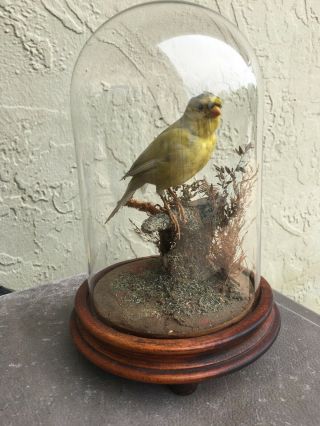 Antique Victorian Taxidermy Yellow White Canary Glass Dome Wood Base Nr