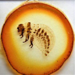 Antique Microscope Slide Of A Whole Larva Of Potato Beetle