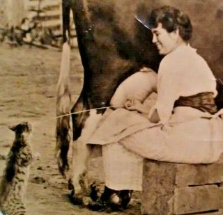 Antique Photo Smiling Woman Milking Cow With Tabby Cat