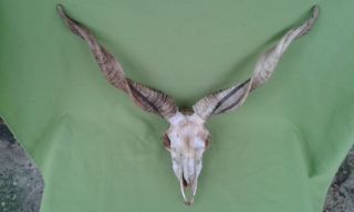 Antique Hungarian Racka Sheep Skull & Horns Taxidermy Ii.