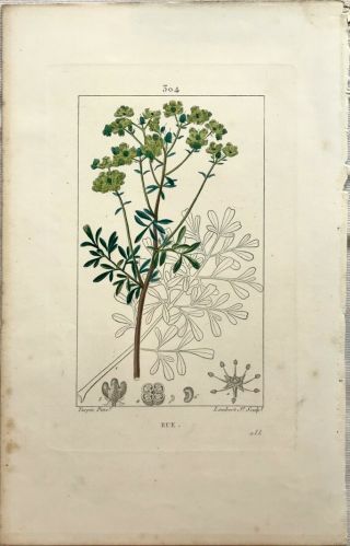 Botanical Print Antique,  Turpin,  Flore Medicale,  Rue,  Herb,  Plant,  C1816