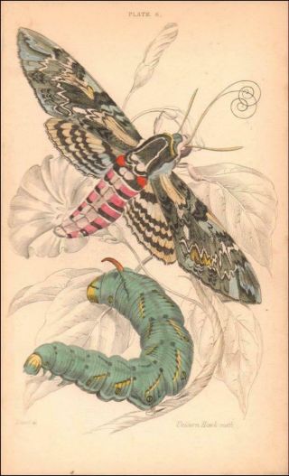 Unicorn Hawk Moth & Catapillar Antique Engraving Hand Colored 1836