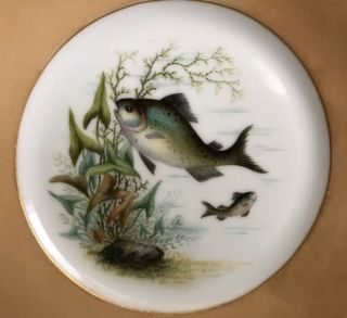 Antique Set Of 2 Haviland & Co (H & C) Limoges France Porcelain Plates 3
