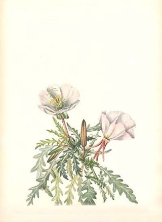 387 White Dawn Rose Mary Walcott Antique 1925 Flower Botanical Art Print