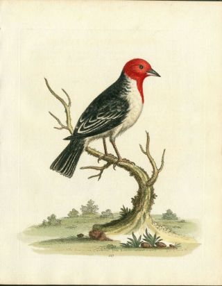 1743 George Edwards Bird Print Hand Color Red Dominicain Cardinal