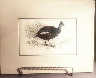 Lazars Antique Bird Prints Seven Available Professionally Matted 1700 