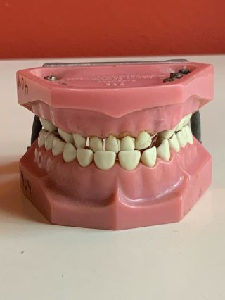 Vintage Antique Teeth Model Dentist Set Ivorene Dentoform Colombia Dental X - Ray