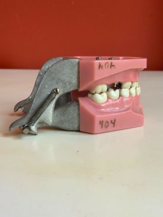 vintage antique teeth model dentist set ivorene dentoform Colombia dental x - ray 3