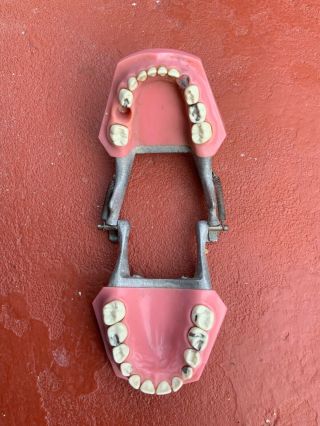 vintage antique teeth model dentist set ivorene dentoform Colombia dental x - ray 4