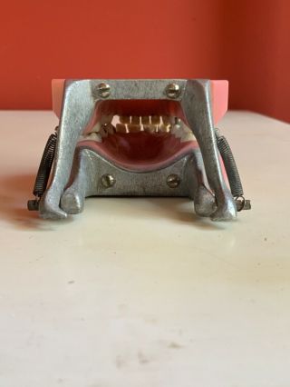 vintage antique teeth model dentist set ivorene dentoform Colombia dental x - ray 5