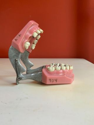 vintage antique teeth model dentist set ivorene dentoform Colombia dental x - ray 6
