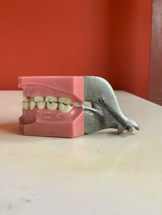 vintage antique teeth model dentist set ivorene dentoform Colombia dental x - ray 8