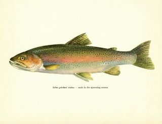 Antique Rainbow Trout Fish Print Male Fishing Gallery Wall Art Lodge Decor 3079