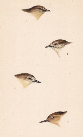 1838 Antique Lithograph - Four Thornbills - Birds Of Australia - Elizabeth Gould
