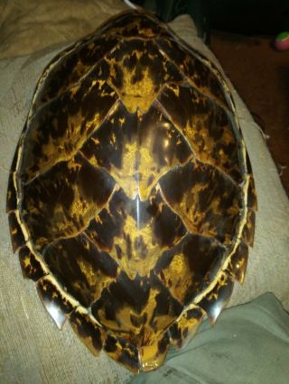 Antique Large Hawksbill Seaturtle Taxidermy Shell Hudson River Label 19thcentury