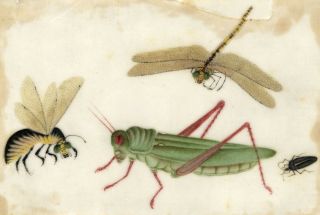 Antique 19th - Century Chinese Pith Painting,  Grasshopper Dragonfly & Wasp Insects