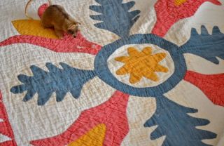 Antique Hand Stitched Folky Tulip Applique Quilt Dated 1826 8