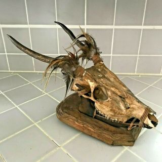Antique Vintage Antelope Mounted Horn,  Skull,  Teeth With Feather And Rawhide Old