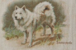 Vintage Tobacco Cigarette Silk Use In Crazy Quilt - Samoyede - Best Dogs Of Breed