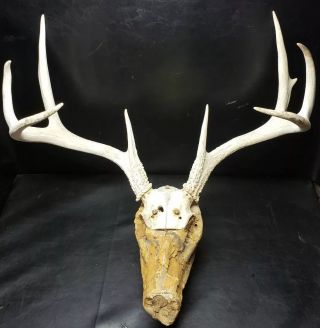 Antique Xl Texas Whitetail Deer Skull European Mount Taxidermy Shed Antlers Rack